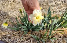 Daffodil showcase of varieties