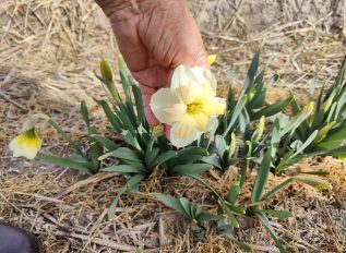 Daffodil showcase of varieties
