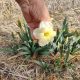 Daffodil showcase of varieties