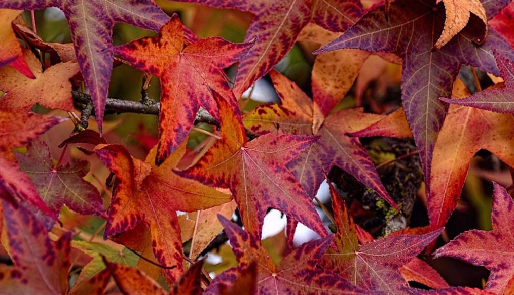 A visit to RHS Garden Rosemoor