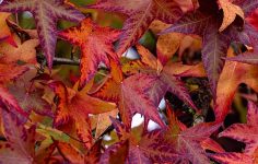 A visit to RHS Garden Rosemoor