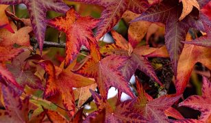 A visit to RHS Garden Rosemoor