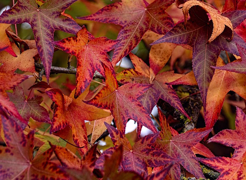 The red leaves of a Liquidambar.