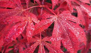 Moving an acer tree