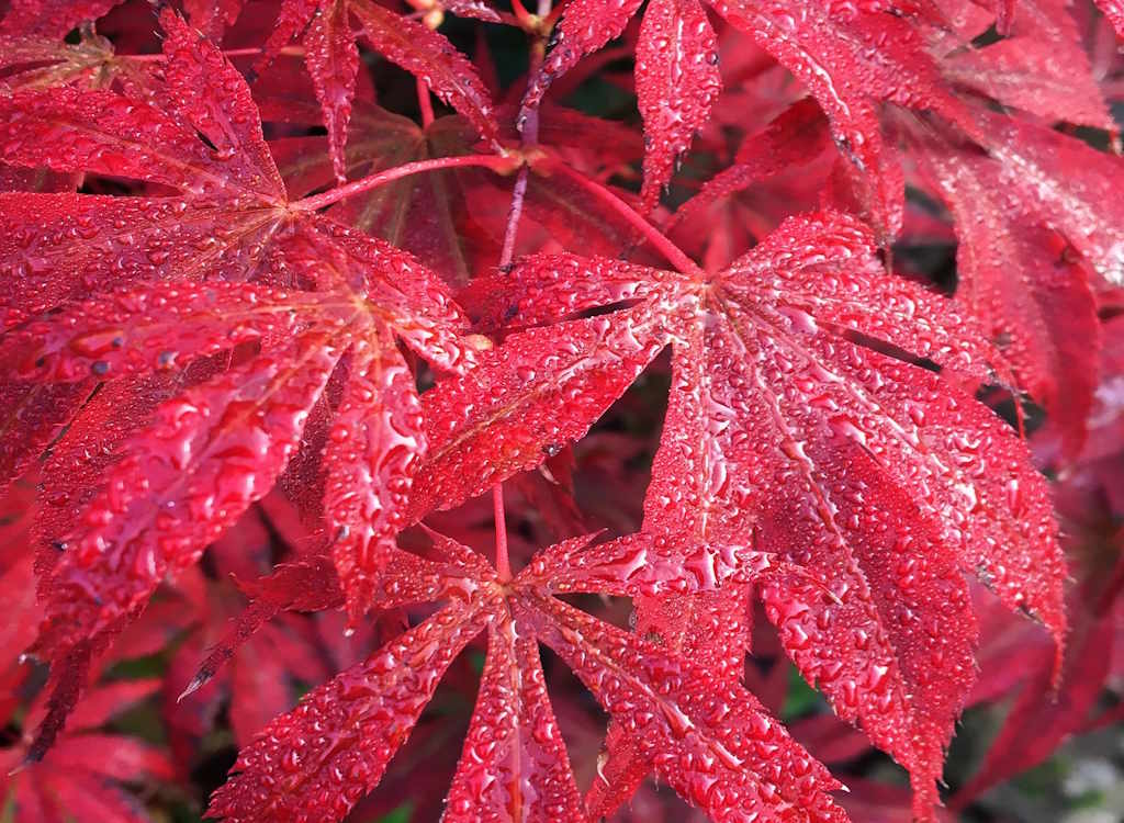 Moving an acer tree