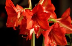 Is This the Way to amaryllis