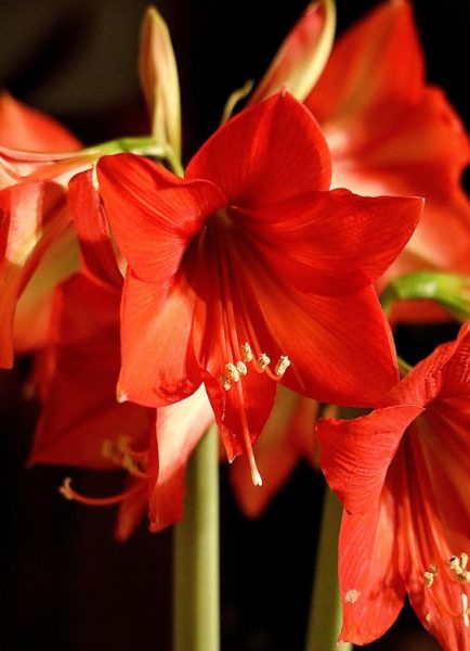 Is This the Way to amaryllis