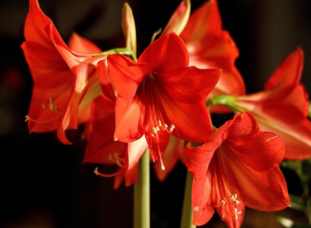 A red amaryllis plant in full bloom.