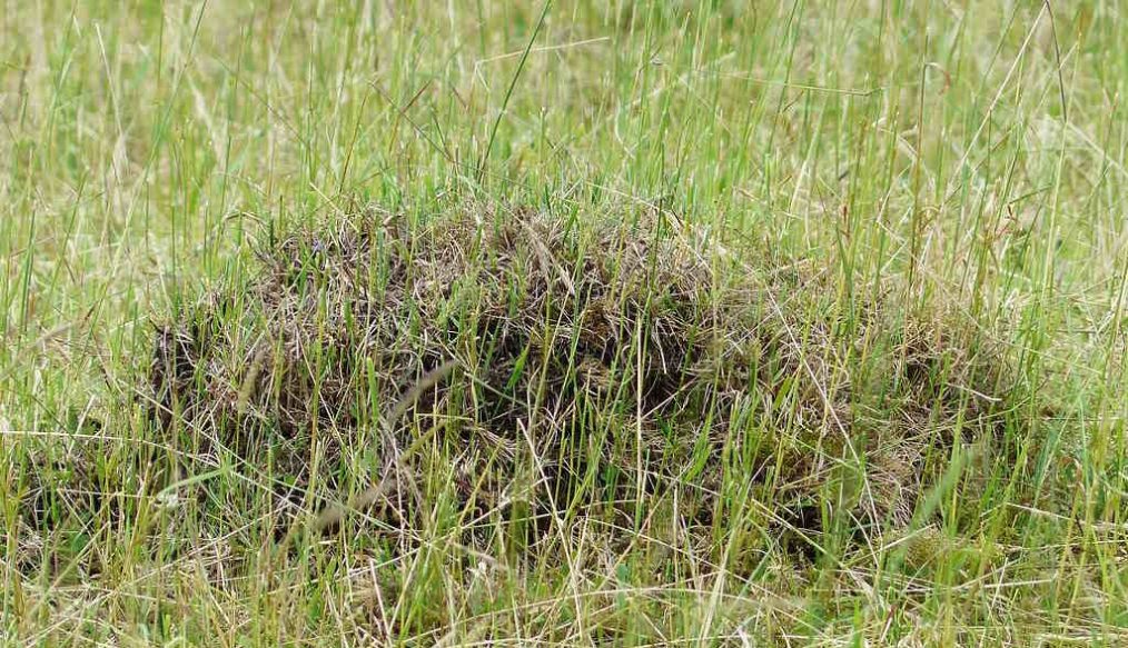 Red ants in lawn