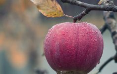 Organic control of pests and diseases