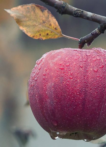 Organic control of pests and diseases