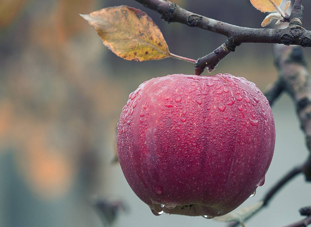 An apple on a tree in the rain.