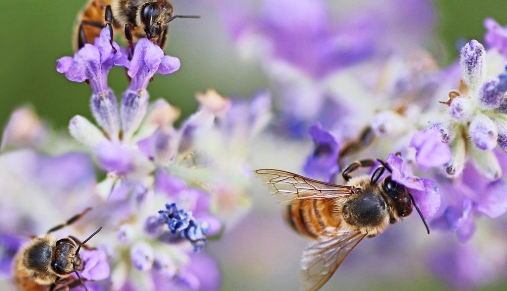 The importance of bees for food crops