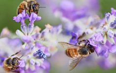 The importance of bees for food crops