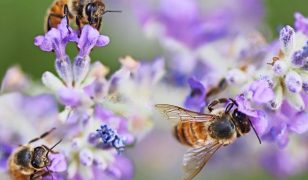 The importance of bees for food crops