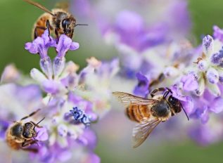 The importance of bees for food crops