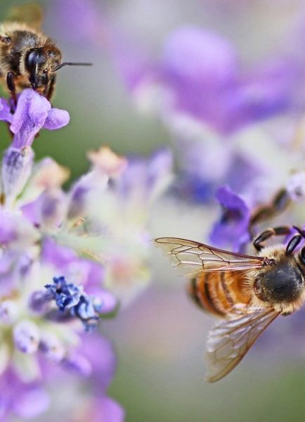 The importance of bees for food crops