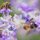 The importance of bees for food crops