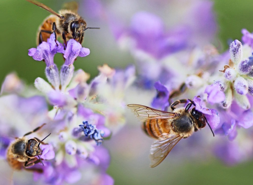 Honey bees on lavender plants collecting nectar.