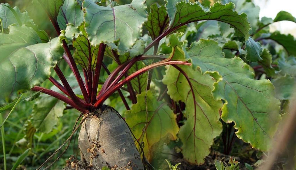 ‘No-Dig’ gardening