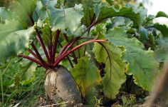 ‘No-Dig’ gardening