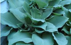 Coton Manor Gardens in Northamptonshire