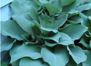 Coton Manor Gardens in Northamptonshire