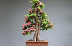 The art of bonsai