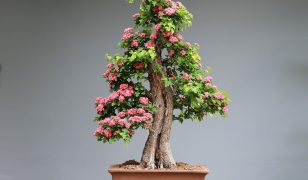 The art of bonsai