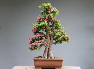 The art of bonsai