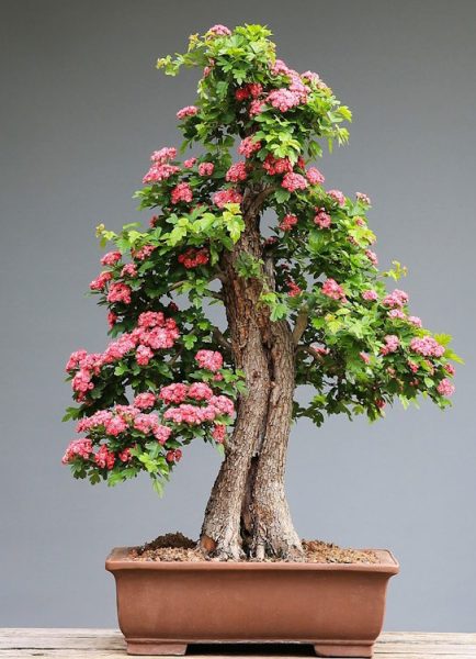 The art of bonsai