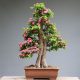 The art of bonsai