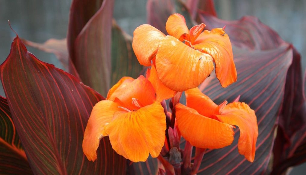 Summer flowering bulbs