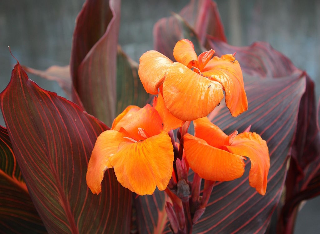 Summer flowering bulbs