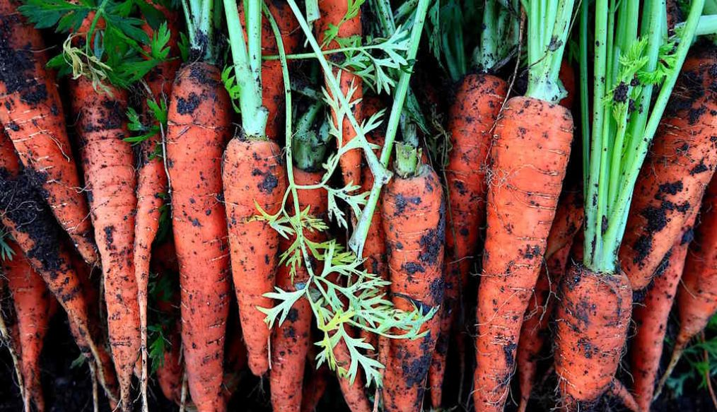 Changing over to organic gardening