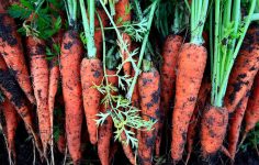 Changing over to organic gardening