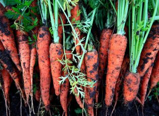 Changing over to organic gardening