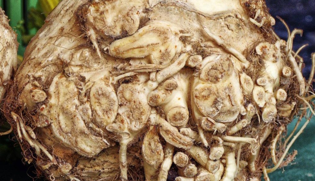 Ants and disappointing celeriac