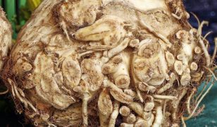 Ants and disappointing celeriac