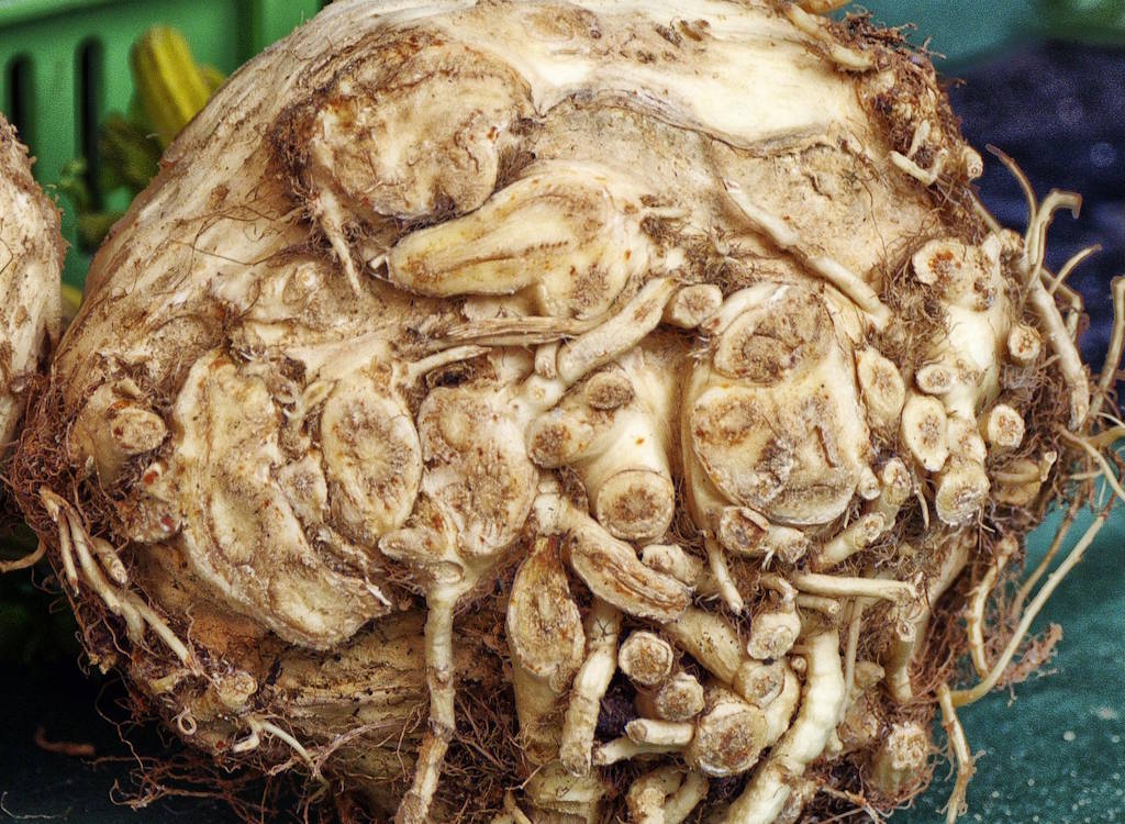 A celeriac vegetable.