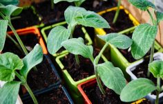 Pumpkins, squashes and courgettes