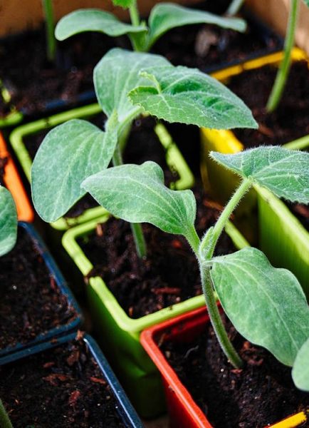 Pumpkins, squashes and courgettes