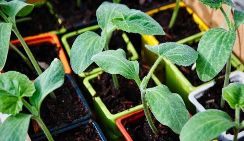 Pumpkins, squashes and courgettes