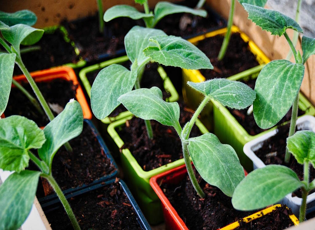 Courgette seedlings in pots ready for planting outside.