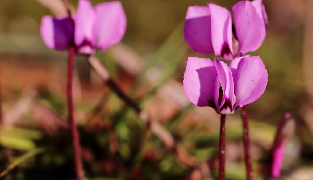 Ken suggests hardy cyclamen and common hellebores for planting