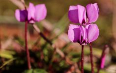 Ken suggests hardy cyclamen and common hellebores for planting