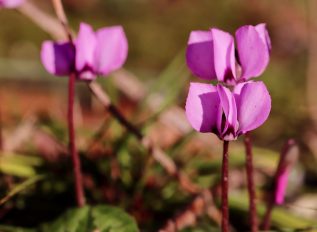 Ken suggests hardy cyclamen and common hellebores for planting