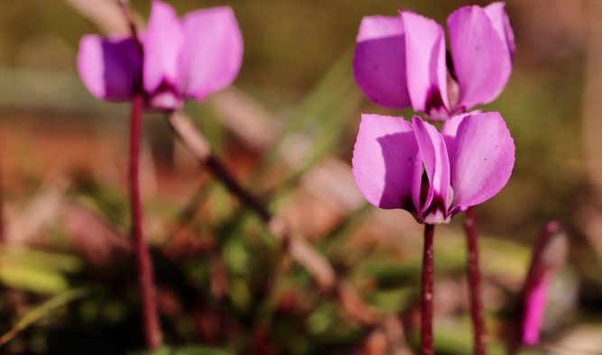 Ken suggests hardy cyclamen and common hellebores for planting