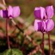 Ken suggests hardy cyclamen and common hellebores for planting