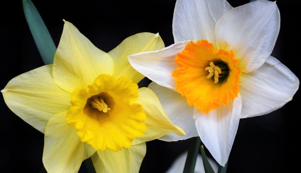 Growing daffodils for showing